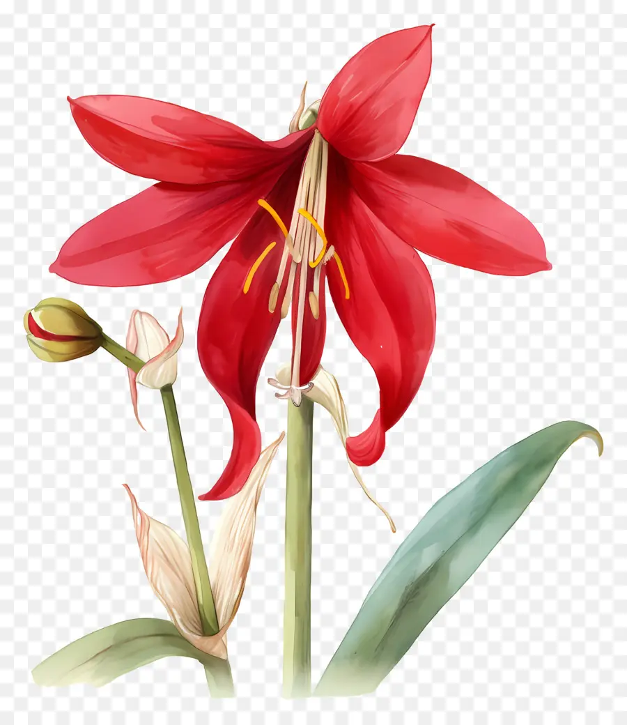 ดอกไม้ Amaryllis，ดอกไม้สีแดง PNG