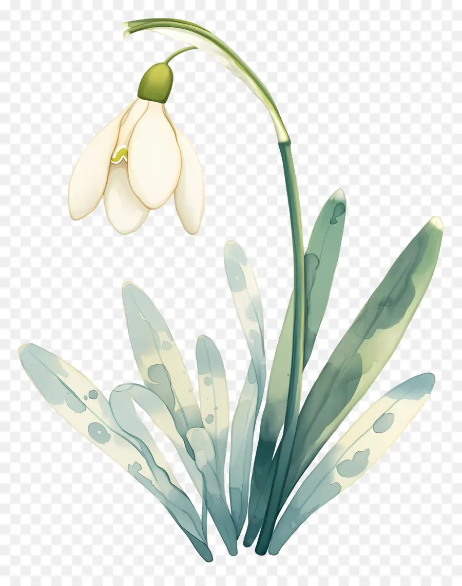 ดอกไม้หิมะ，Snowdrop สีขาว PNG