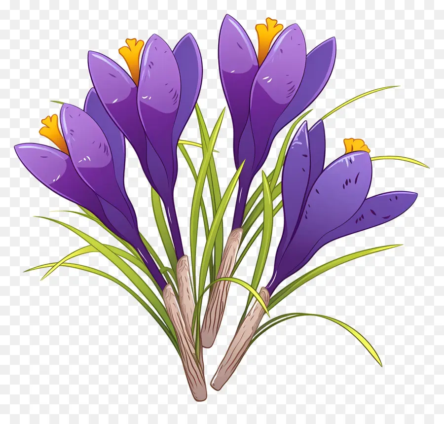 Crocus สีเหลือง，ดอกไม้สีม่วง PNG