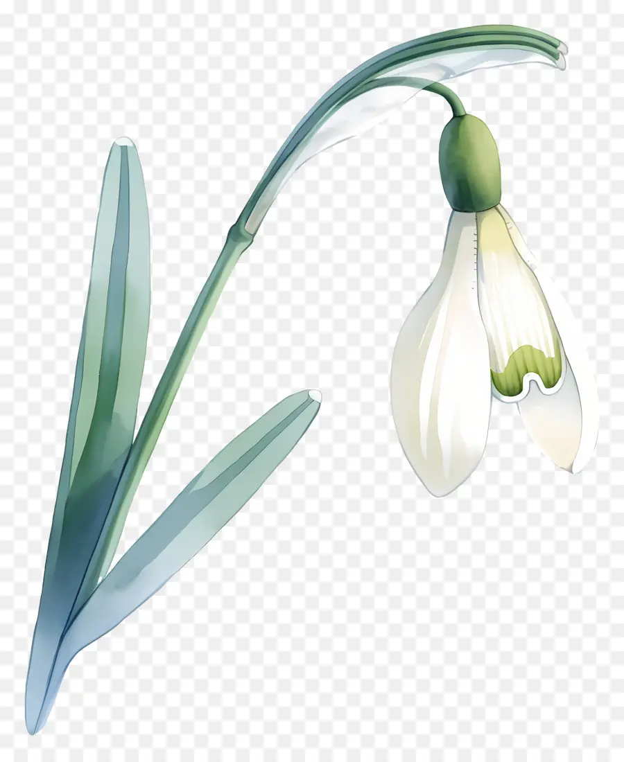 ดอกไม้หิมะ，Snowdrop สีขาว PNG