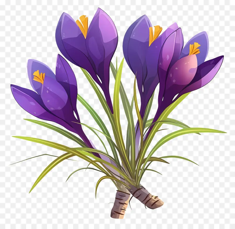 Crocus สีเหลือง，ดอกไม้สีม่วง PNG