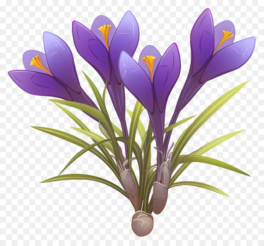 Crocus สีเหลือง，ดอกไม้สีม่วง PNG