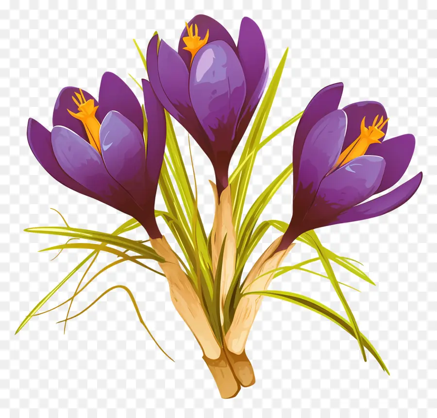 Crocus สีเหลือง，ดอกไม้สีม่วง PNG