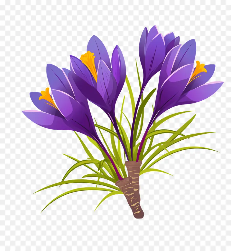 Crocus สีเหลือง，ดอกไม้สีม่วง PNG