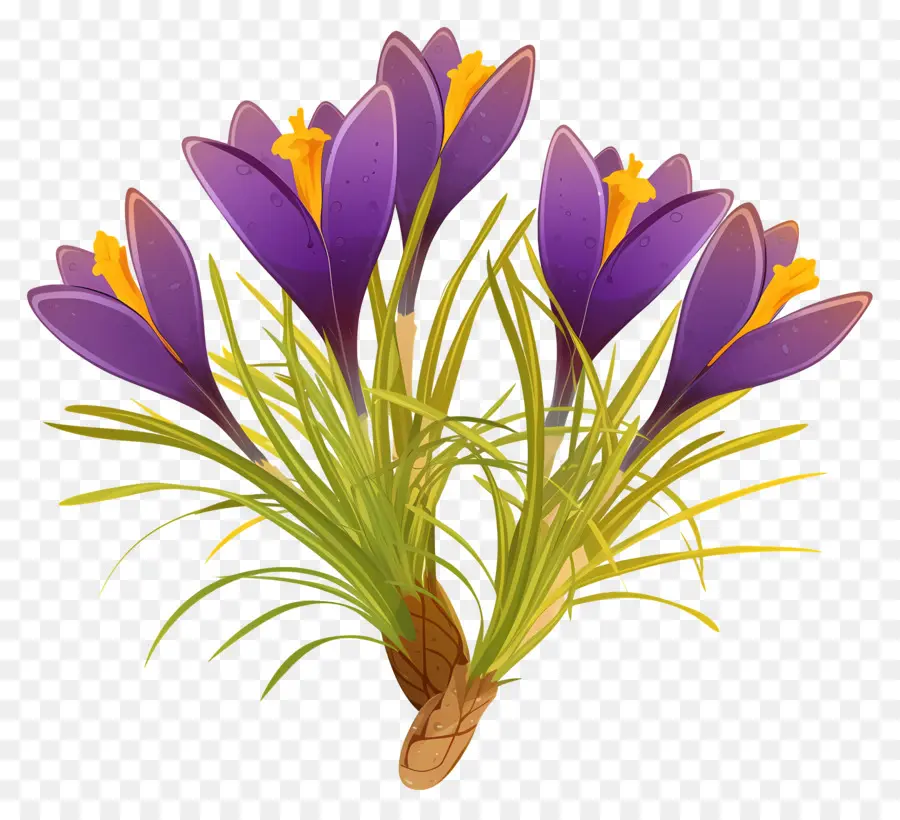 Crocus สีเหลือง，ดอกไม้สีม่วง PNG