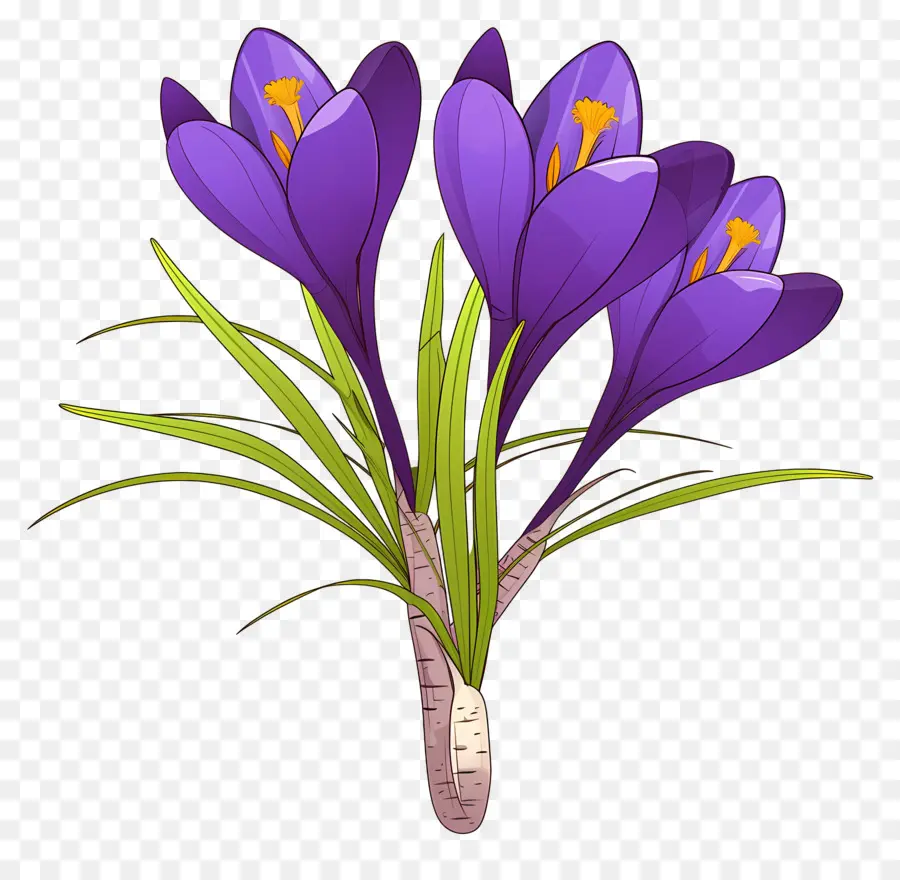 Crocus สีเหลือง，ดอกไม้สีม่วง PNG