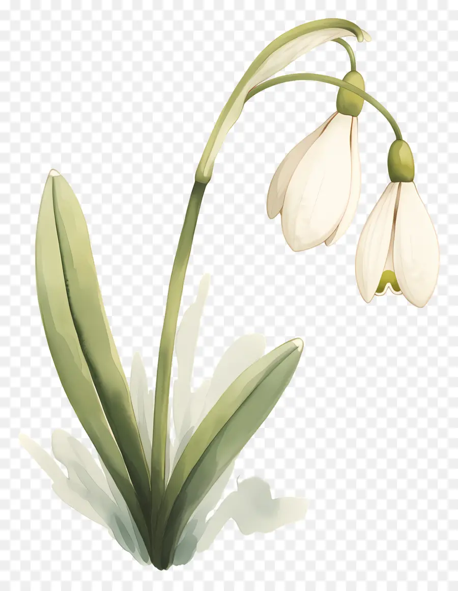 ดอกไม้หิมะ，Snowdrop สีขาว PNG