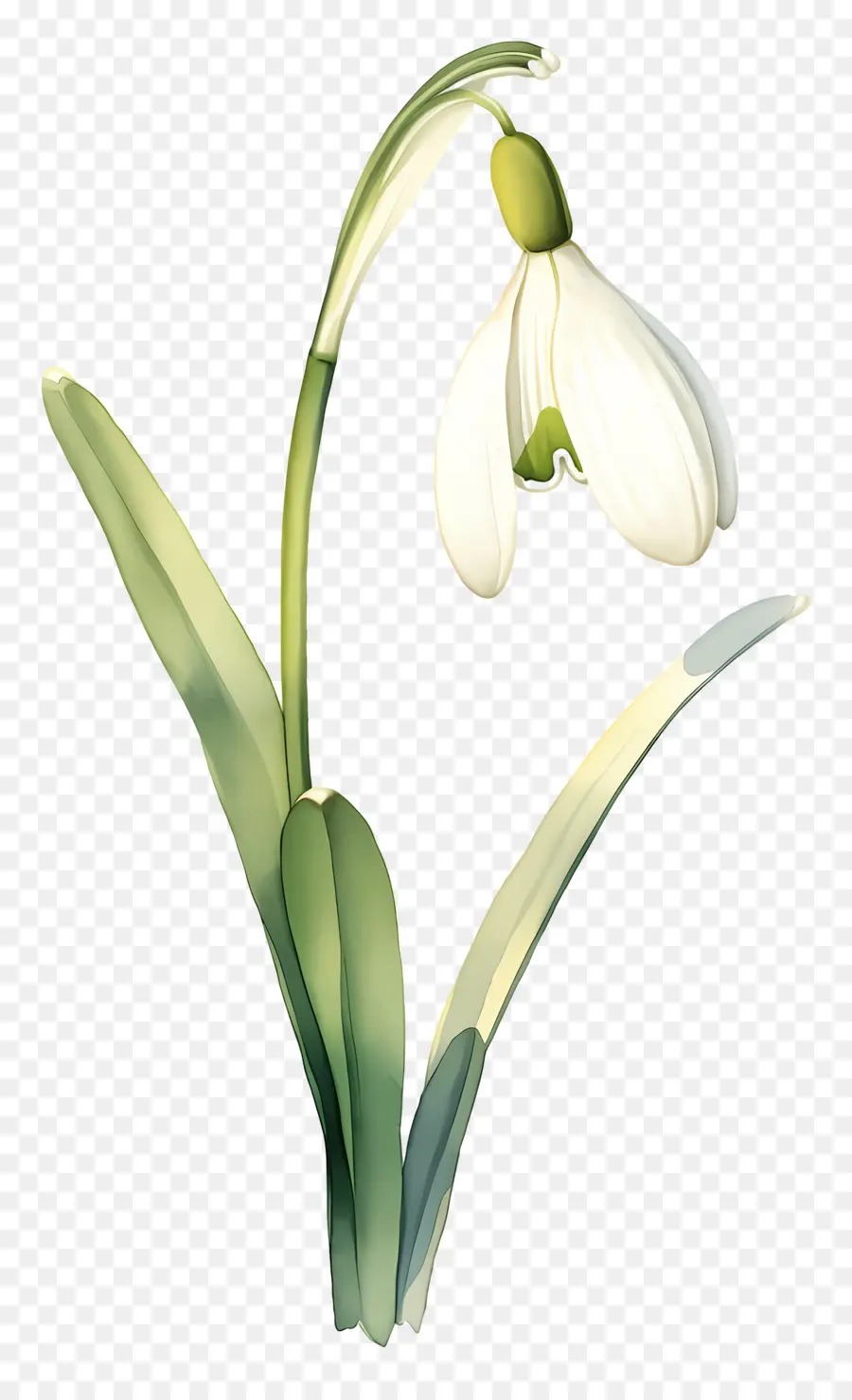 ดอกไม้หิมะ，Snowdrop สีขาว PNG