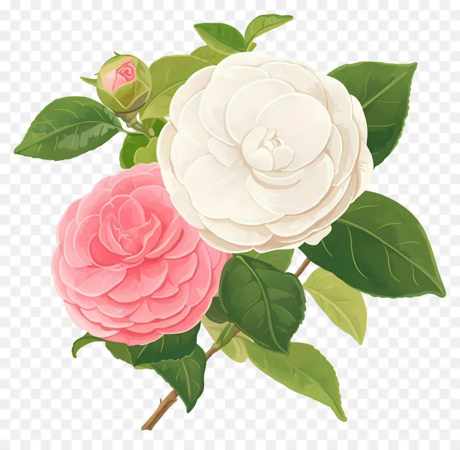 อูฐ，ดอกไม้ Camellia PNG