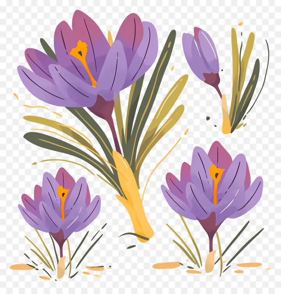 Crocus สีเหลือง，ดอกไม้สีม่วง PNG