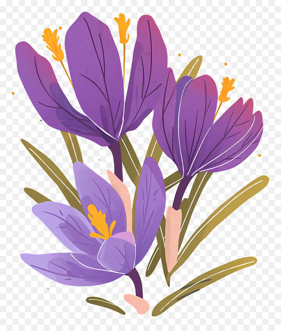 Crocus สีเหลือง，ดอกไม้สีม่วง PNG