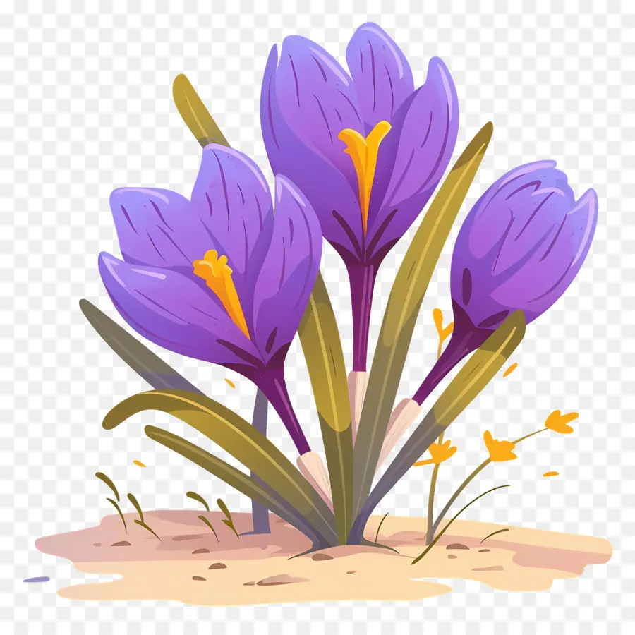 Crocus สีเหลือง，ดอกไม้สีม่วง PNG