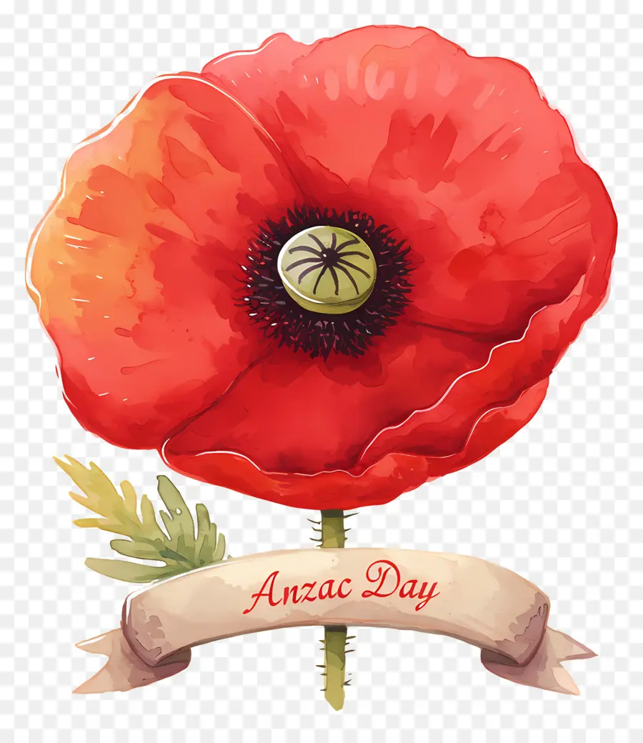 วัน Anzac，Anzac Day Poppies PNG