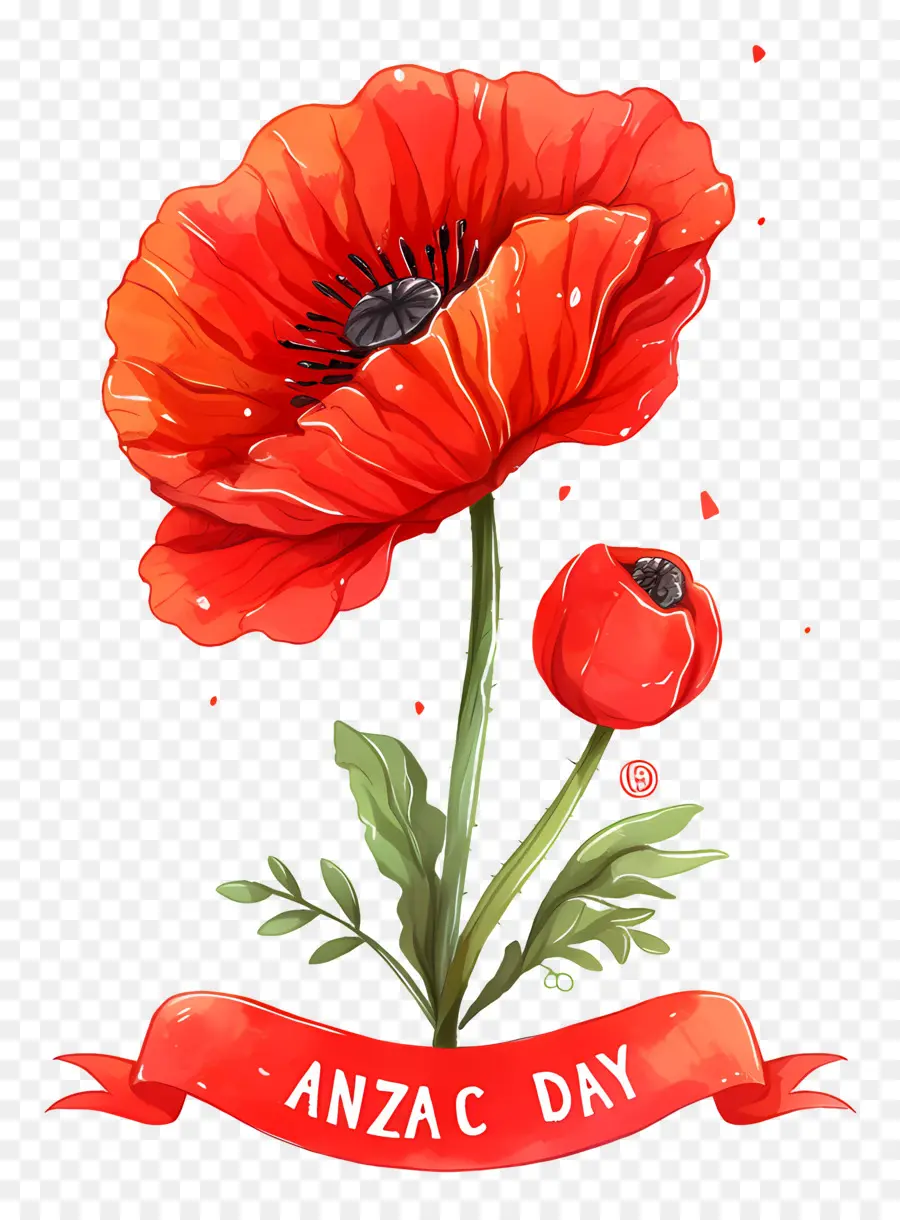 วัน Anzac，Anzac Day Poppies PNG