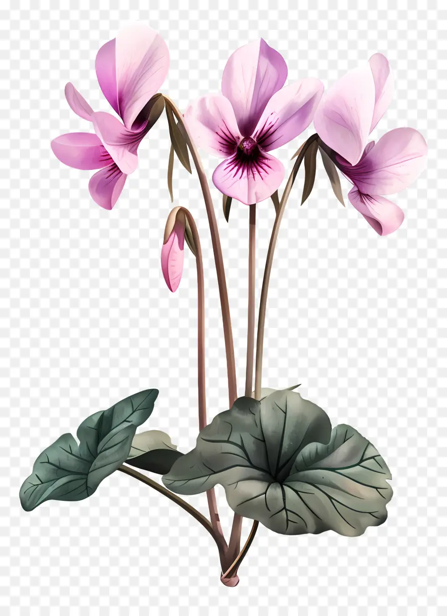 ดอกไม้ Cyclamen，ดอกไม้สีชมพู PNG