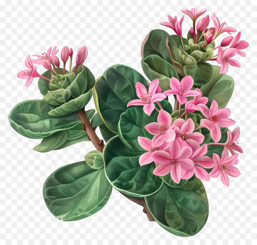 Crassula Pilea，ดอกไม้สีชมพู PNG