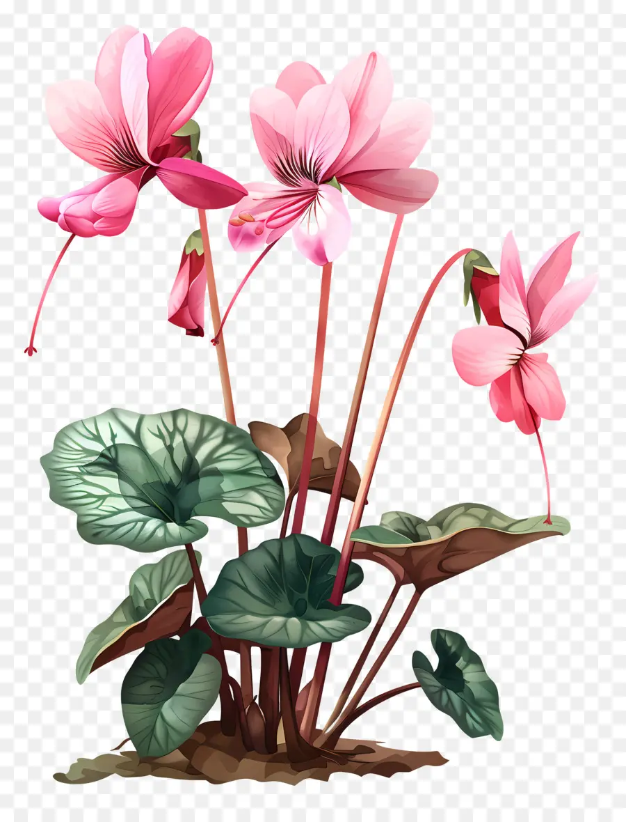 ดอกไม้ Cyclamen，ดอกไม้สีชมพู PNG