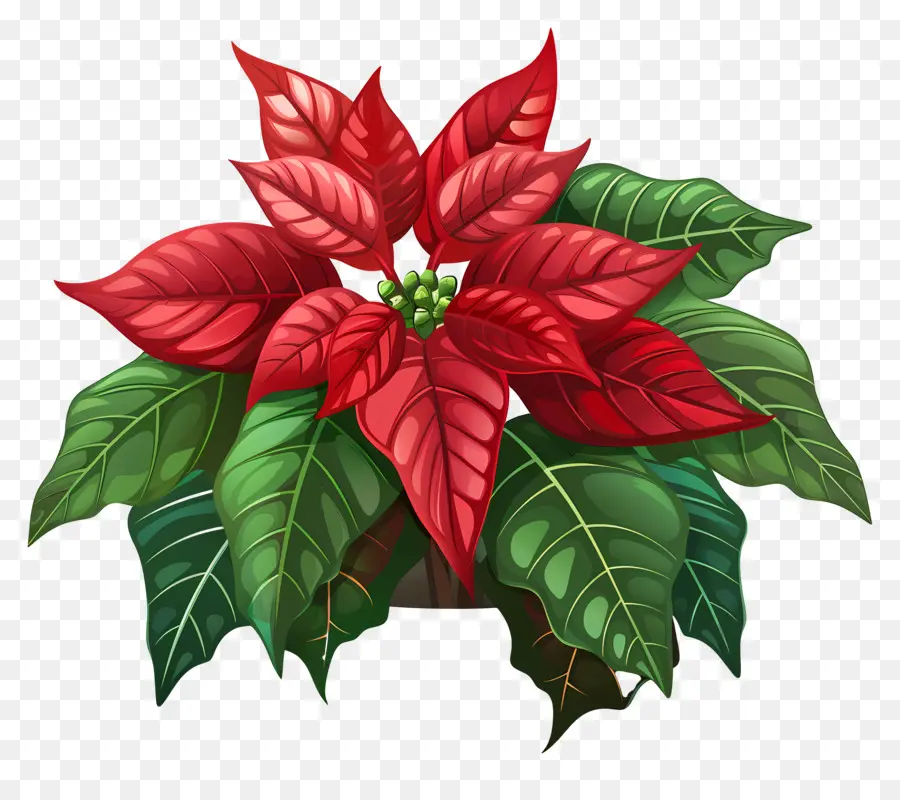 ดอกไม้ Poinsettia，ดอกไม้สีแดง PNG