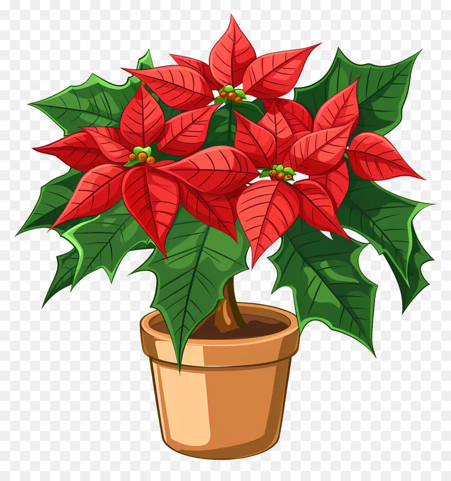 ดอกไม้ Poinsettia，Poinsettia สีแดง PNG