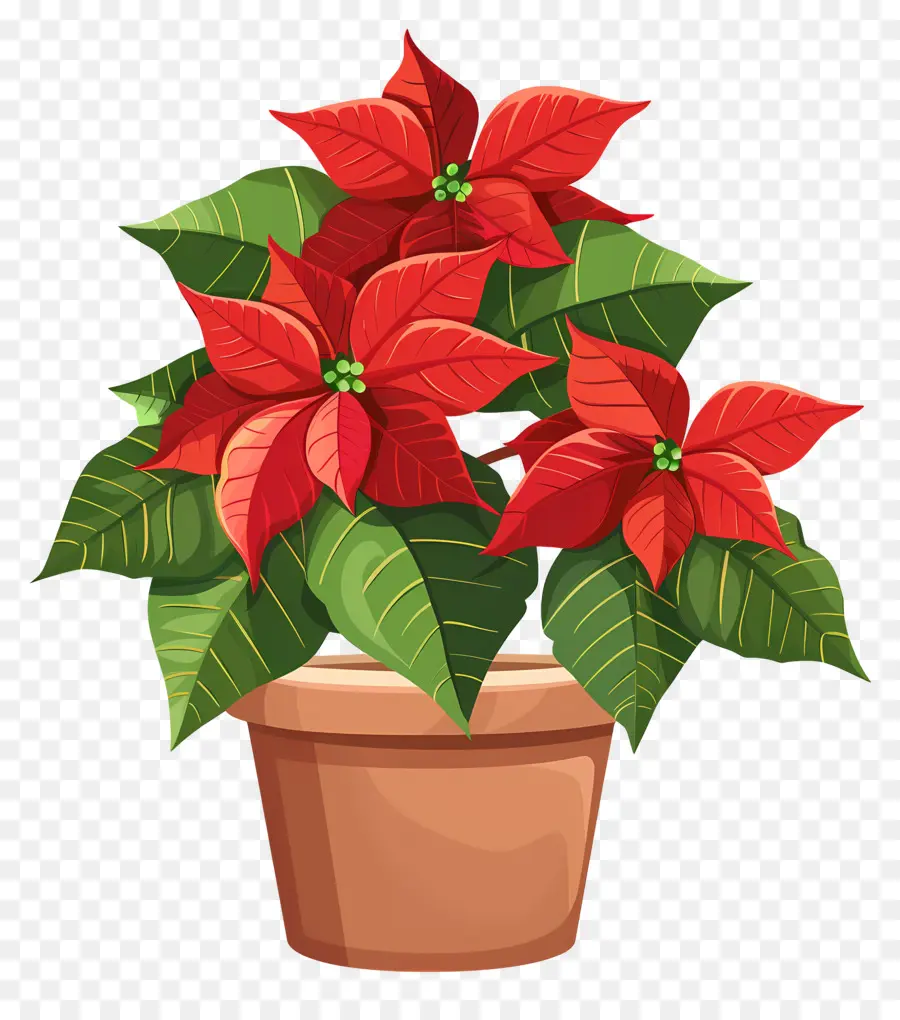 ดอกไม้ Poinsettia，Poinsettia สีแดง PNG