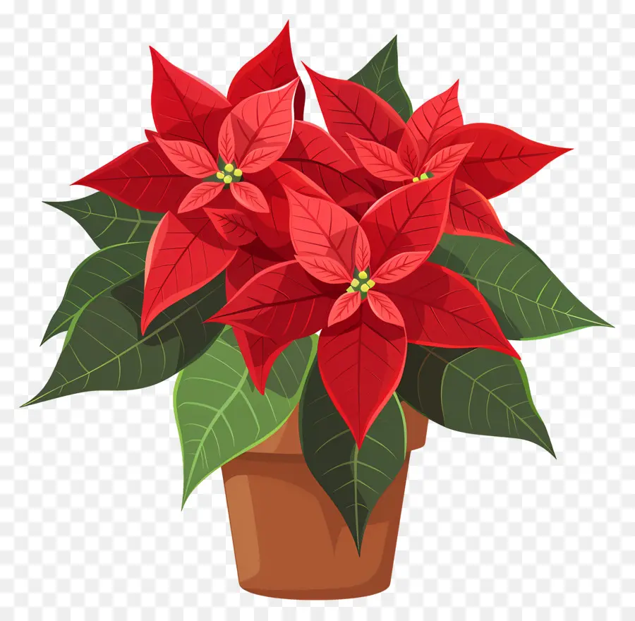 ดอกไม้ Poinsettia，Poinsettia สีแดง PNG